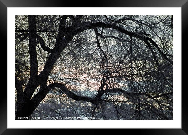 Morning Sky behind Elm Tree 3 Framed Mounted Print by STEPHEN THOMAS
