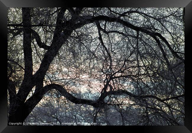 Morning Sky behind Elm Tree 3 Framed Print by STEPHEN THOMAS