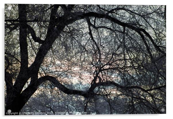Morning Sky behind Elm Tree 3 Acrylic by STEPHEN THOMAS