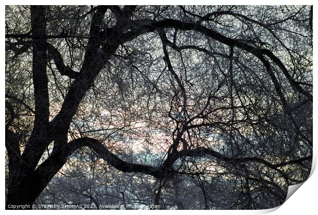 Morning Sky behind Elm Tree 3 Print by STEPHEN THOMAS