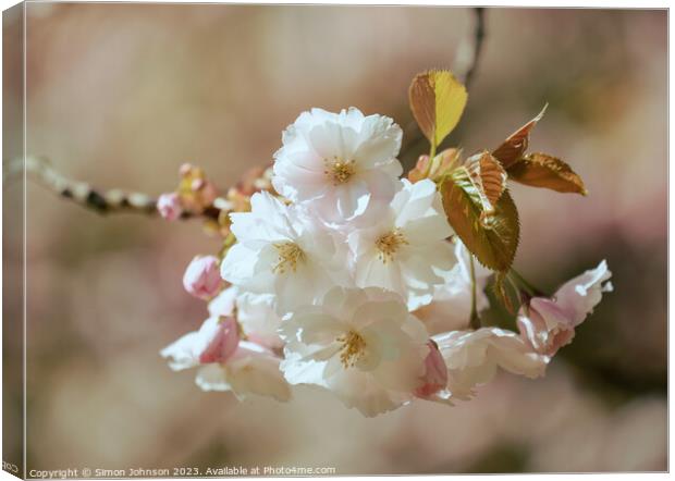   Spring  flower Blossom Canvas Print by Simon Johnson