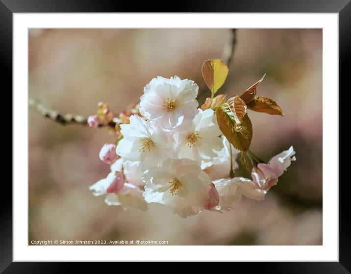   Spring  flower Blossom Framed Mounted Print by Simon Johnson