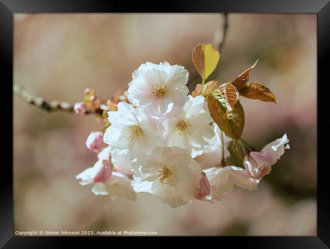   Spring  flower Blossom Framed Print by Simon Johnson