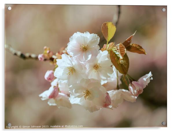   Spring  flower Blossom Acrylic by Simon Johnson
