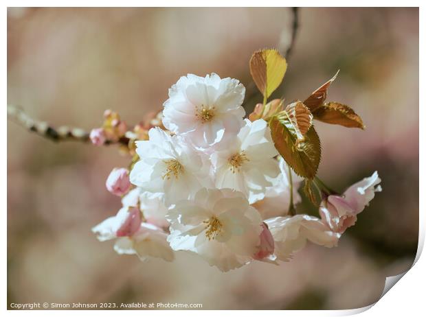   Spring  flower Blossom Print by Simon Johnson
