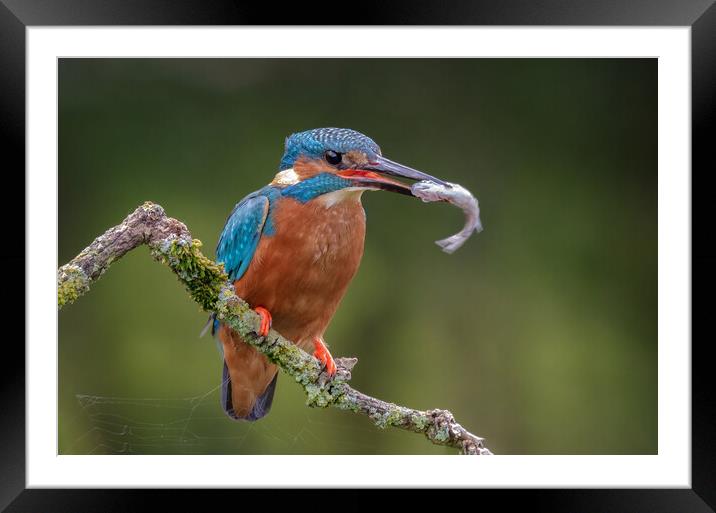 Kingfisher Framed Mounted Print by Alan Tunnicliffe