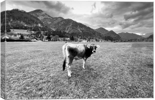 Tyrolean Grey Cow Salzburg  Canvas Print by David Pyatt