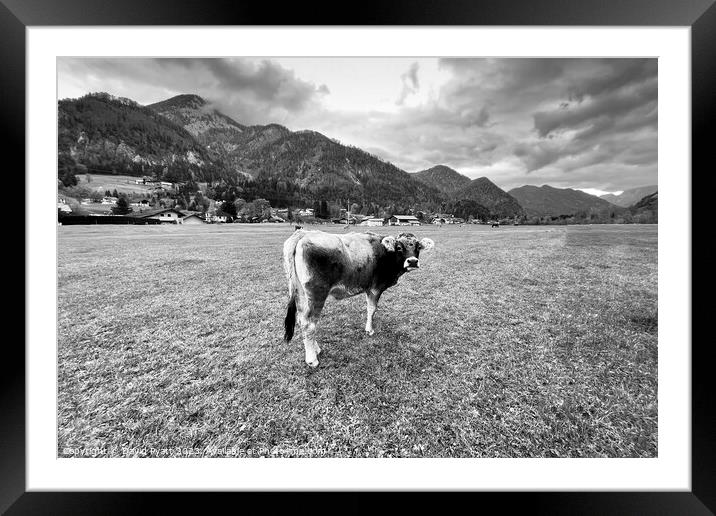 Tyrolean Grey Cow Salzburg  Framed Mounted Print by David Pyatt