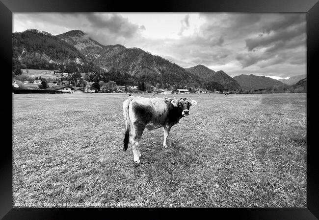 Tyrolean Grey Cow Salzburg  Framed Print by David Pyatt