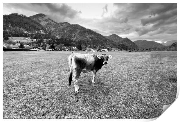 Tyrolean Grey Cow Salzburg  Print by David Pyatt