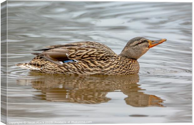 Ducks Canvas Print by Jason Atack