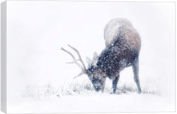 Red Deer Stag in the snow Canvas Print by Ian Derry