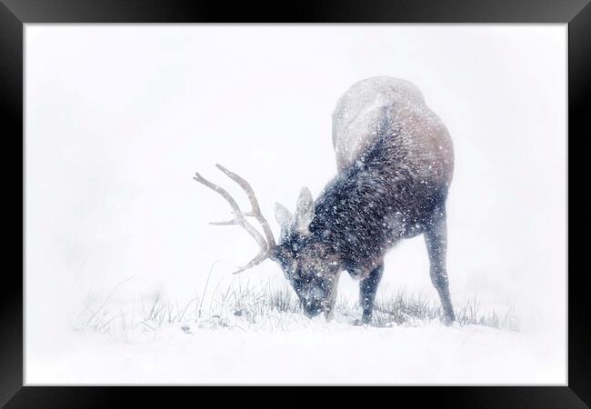 Red Deer Stag in the snow Framed Print by Ian Derry
