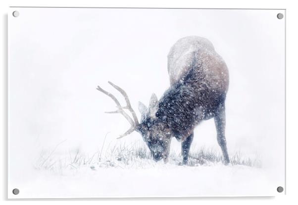 Red Deer Stag in the snow Acrylic by Ian Derry