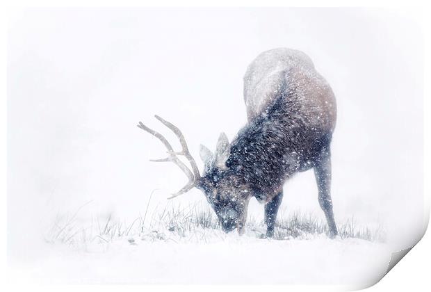 Red Deer Stag in the snow Print by Ian Derry