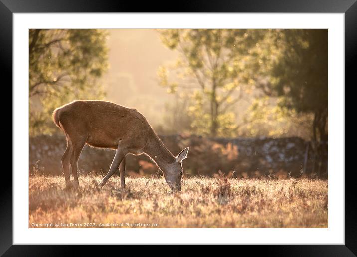 Red Deer Hind at  dusk Framed Mounted Print by Ian Derry