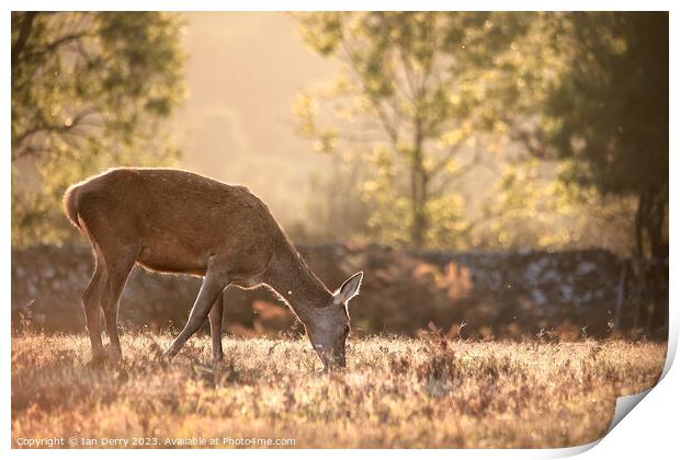 Red Deer Hind at  dusk Print by Ian Derry