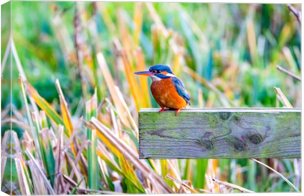 Kingfisher Canvas Print by Roger Green