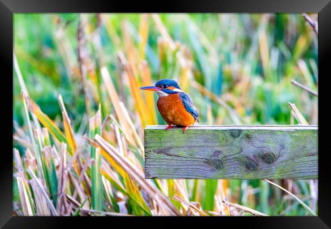 Kingfisher Framed Print by Roger Green