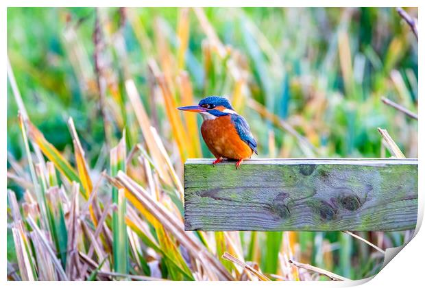 Kingfisher Print by Roger Green