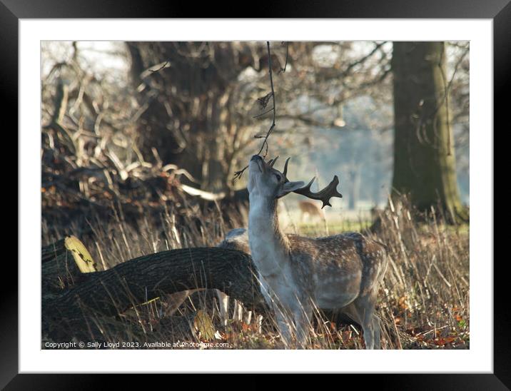 Stretch your neck out deer - Stag Framed Mounted Print by Sally Lloyd