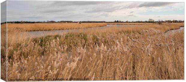 Golden reedbeds along the River Bure, Norfolk Broads Canvas Print by Chris Yaxley