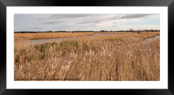 Golden reedbeds along the River Bure, Norfolk Broads Framed Mounted Print by Chris Yaxley