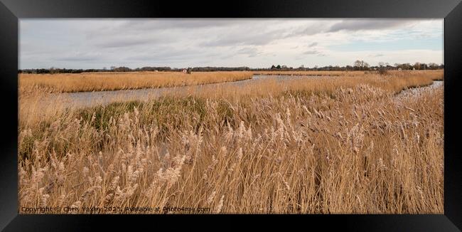 Golden reedbeds along the River Bure, Norfolk Broads Framed Print by Chris Yaxley