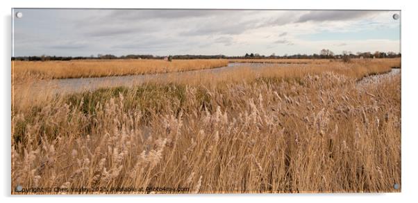 Golden reedbeds along the River Bure, Norfolk Broads Acrylic by Chris Yaxley