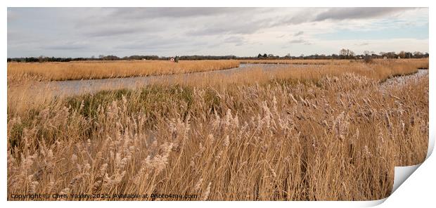 Golden reedbeds along the River Bure, Norfolk Broads Print by Chris Yaxley