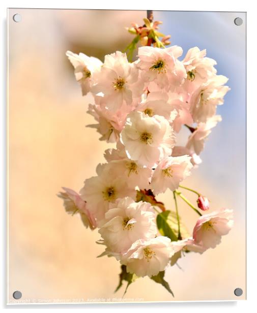 spring Blossom Acrylic by Simon Johnson