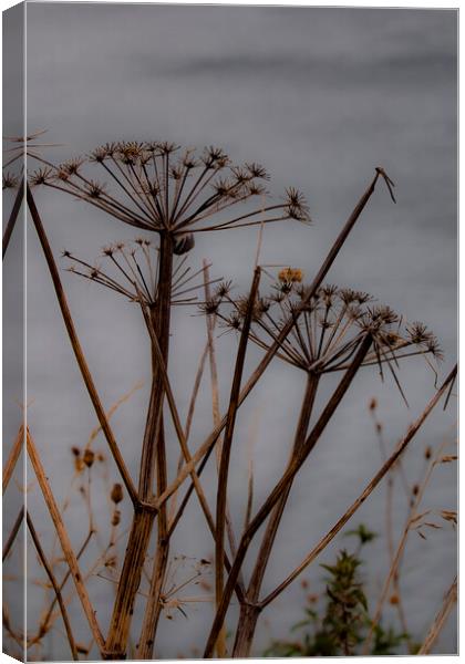 Set Against a Grey Background Canvas Print by Glen Allen