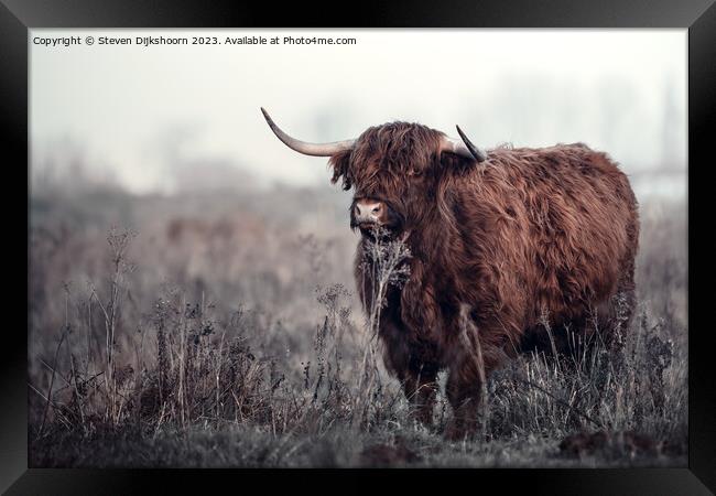 Scottish Highlander in the Netherlands Framed Print by Steven Dijkshoorn