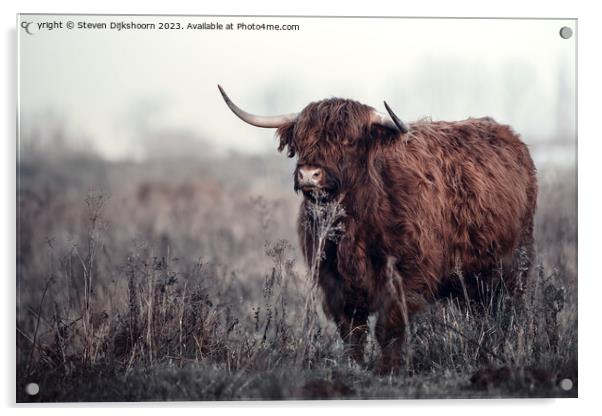 Scottish Highlander in the Netherlands Acrylic by Steven Dijkshoorn