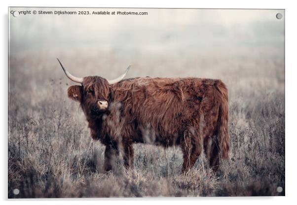 A brown cow standing on top of a dry grass field Acrylic by Steven Dijkshoorn
