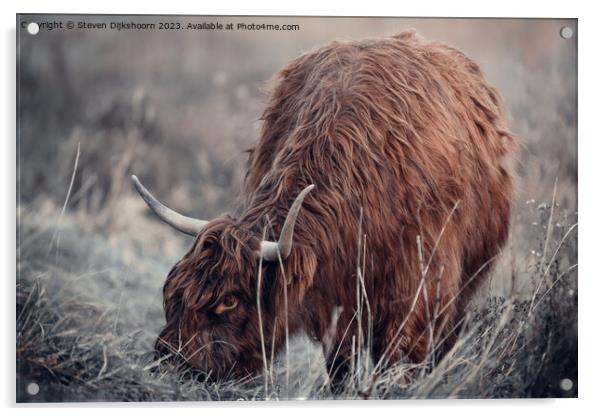A grazing Scottish Highlander Acrylic by Steven Dijkshoorn