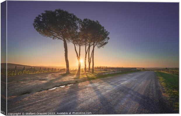 Route of the via Francigena. Stone pine trees at sunset. Tuscany Canvas Print by Stefano Orazzini