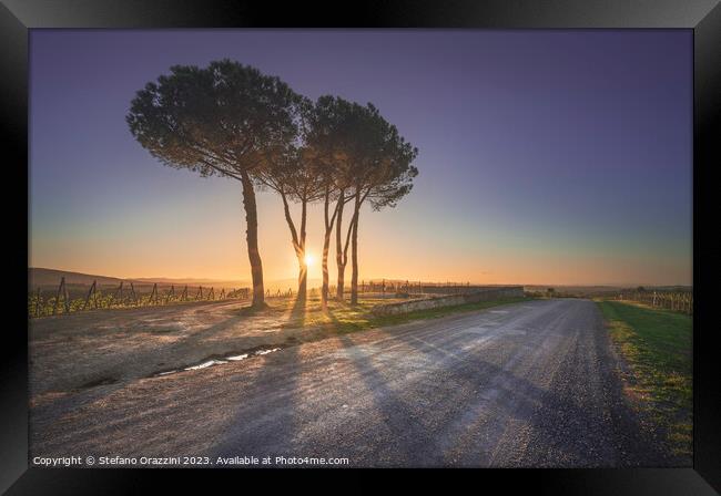 Route of the via Francigena. Stone pine trees at sunset. Tuscany Framed Print by Stefano Orazzini