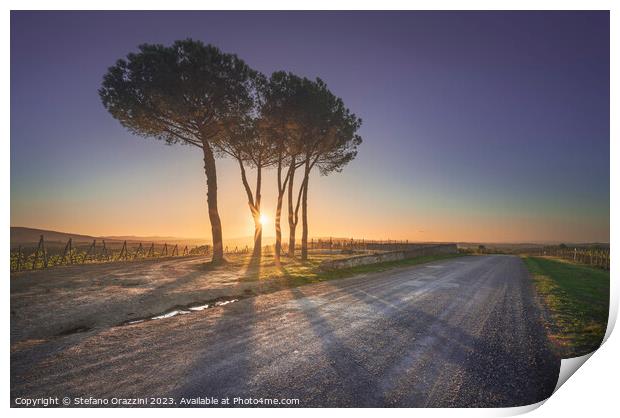Route of the via Francigena. Stone pine trees at sunset. Tuscany Print by Stefano Orazzini