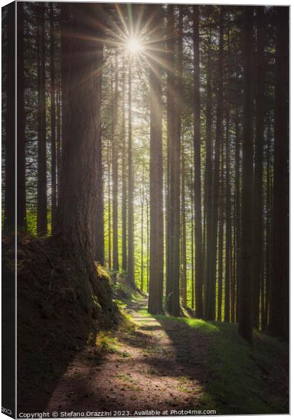 Acquerino forest. Trees and path in the morning.  Canvas Print by Stefano Orazzini