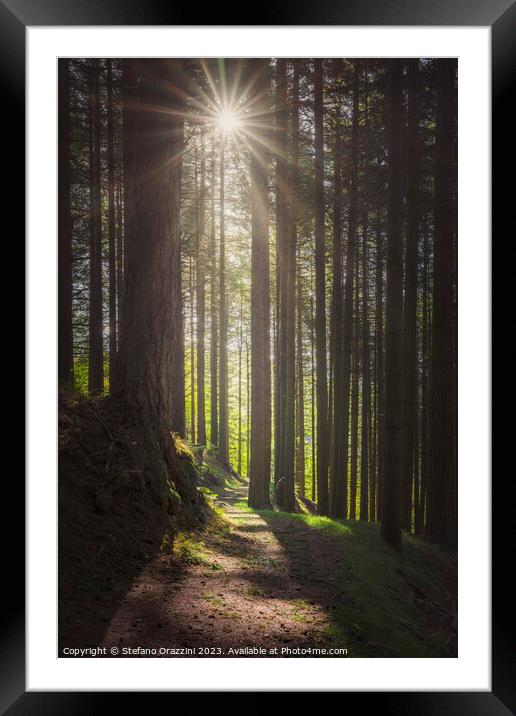 Acquerino forest. Trees and path in the morning.  Framed Mounted Print by Stefano Orazzini