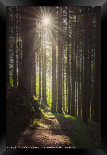 Acquerino forest. Trees and path in the morning.  Framed Print by Stefano Orazzini