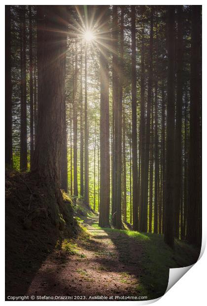 Acquerino forest. Trees and path in the morning.  Print by Stefano Orazzini