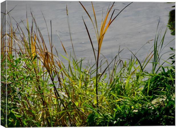 Grasses on the river bank Canvas Print by Stephanie Moore