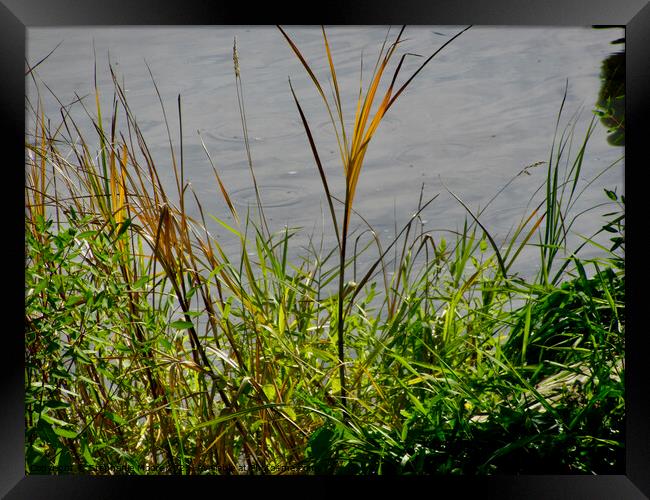 Grasses on the river bank Framed Print by Stephanie Moore