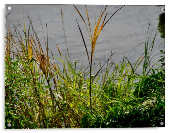 Grasses on the river bank Acrylic by Stephanie Moore