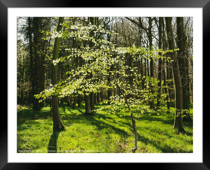 sunlit beech tree Framed Mounted Print by Simon Johnson