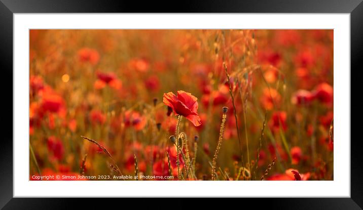 Sunlit poppy field Framed Mounted Print by Simon Johnson