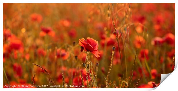 Sunlit poppy field Print by Simon Johnson