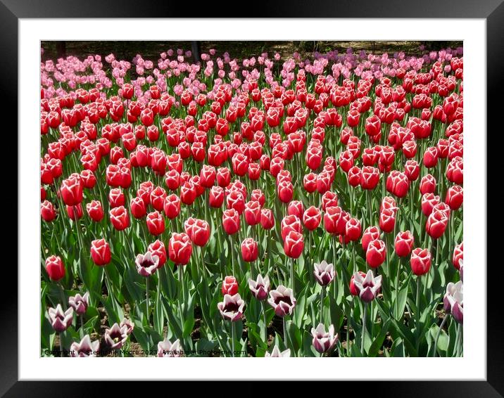 Colourful tulips Framed Mounted Print by Stephanie Moore